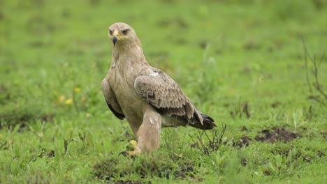 tawny eagle african birds of prey in serengeti national park in tanzania in africa, close up of walking on green grass of african bird on african wildlife safari animals game drive