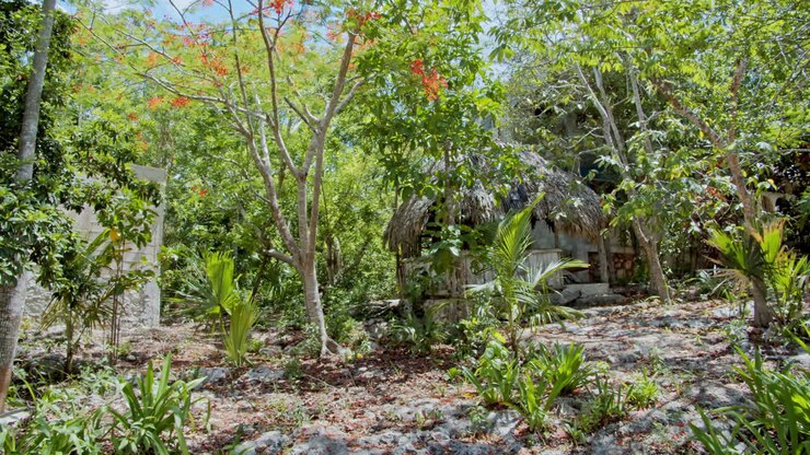 Wide slow motion shot of hut inside the forest in Chunyaxche, Quintana Roo, Mexico