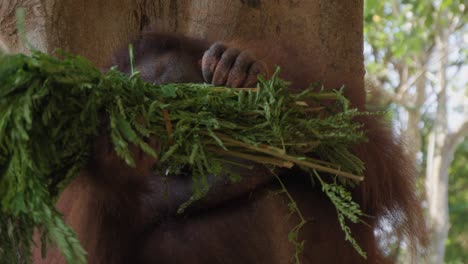 portrait of orangutan playing with plants in hand