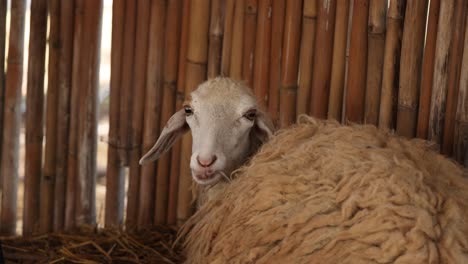 sheep peeking and moving around hay bale