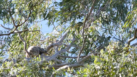 a wild koala bear holds on tightly to the swaying branches of an australian native eucalyptus gum tree