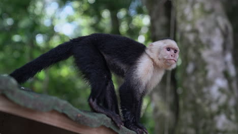 Kapuzineraffen-Mit-Weißem-Gesicht-Am-Dachrand-In-Manuel-De-Antonio,-Costa-Rica