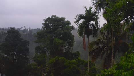 aerial drone view of a flock of birds flying over a large tree in the dense jungle of southeast asia