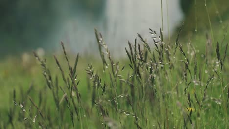 grass blows in the wind with waterfall in the background