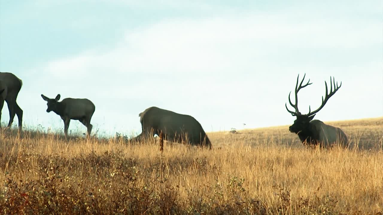 varias hembras y un alce macho pastando en el parque nacional de bisontes montana b roll
