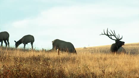 Varias-Hembras-Y-Un-Macho-De-Alces-Pastando-En-La-Cordillera-Nacional-De-Bisontes-Montana-B-Roll