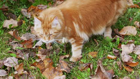 Majestuoso-Maine-Coon-Rojo-De-Pie-Sobre-La-Hierba-Con-Hojas-De-Otoño-Caídas