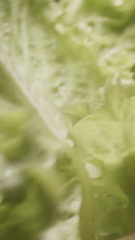 close-up of fresh lettuce