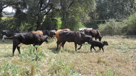 Rinder-Mit-Kalb,-Die-Auf-Dem-Feld-Weiden