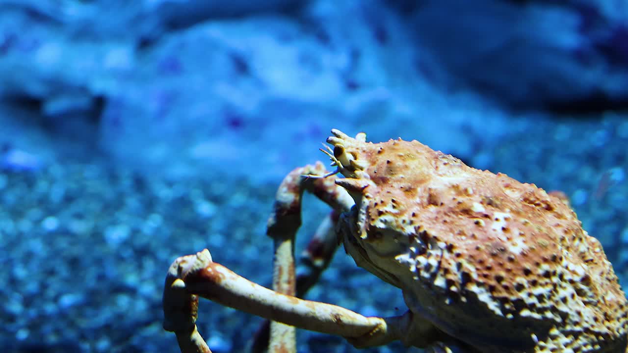 아쿠아리움에서 바위 기판을 가로지르는 크래브