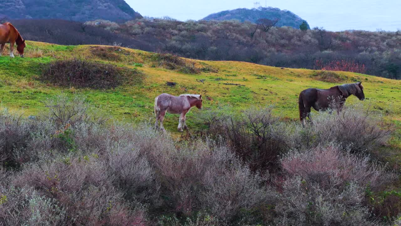 Family of Wild Horses, Oki Islands Moorland in Winter, Shimane Japan