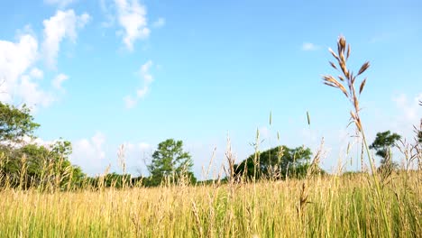 close up of tall wild grass blowing in the wind under a blue cloudy sky on a beautiful spring morning 4k