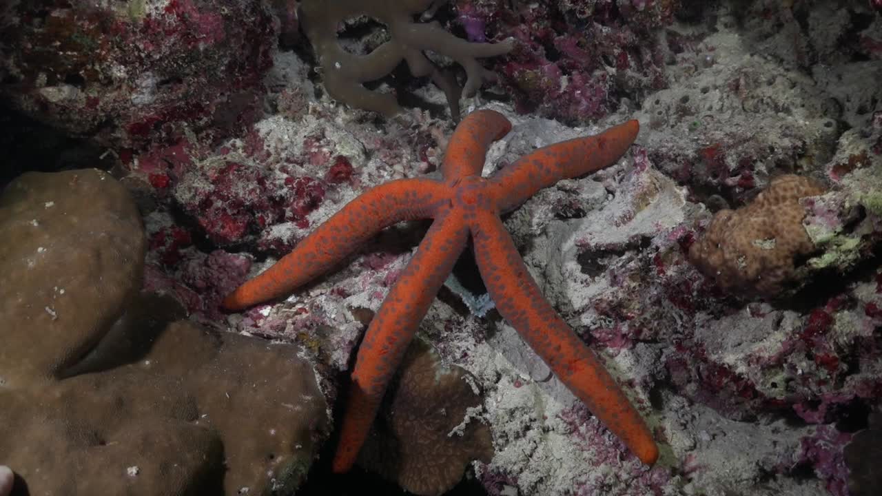 estrella de mar naranja sobre arrecifes de coral por la noche en filipinas