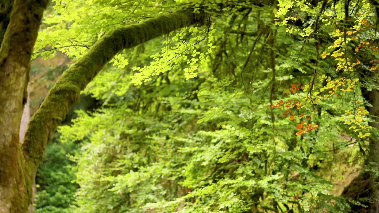 cubierta de bosque verde exuberante con la luz del sol filtrando a través