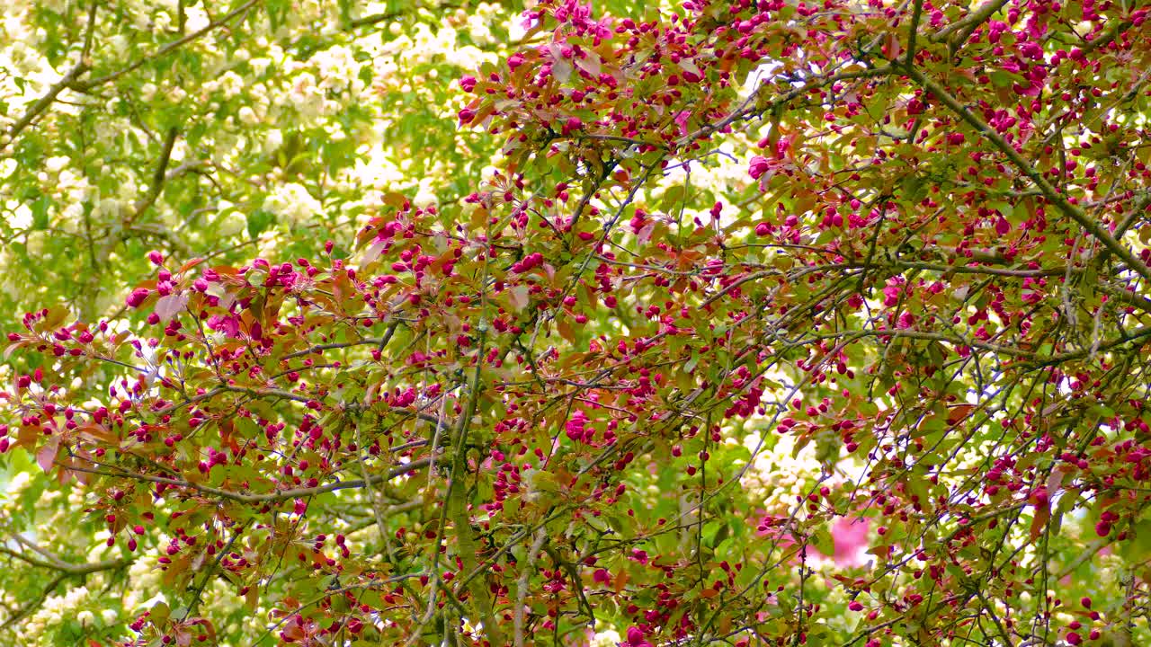Birds gather food for their young in blooming trees during spring scene