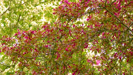 birds gather food for their young in blooming trees during spring scene