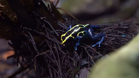 Toma-De-Primer-Plano-Que-Captura-Una-Rana-Dardo-Venenosa-Teñida-Exótica,-Dendrobates-Tinctorius-Con-Una-Apariencia-Azul-Y-Amarilla-Vibrante,-Saltando-En-El-Entorno-Húmedo-Y-Brumoso-Del-Bosque