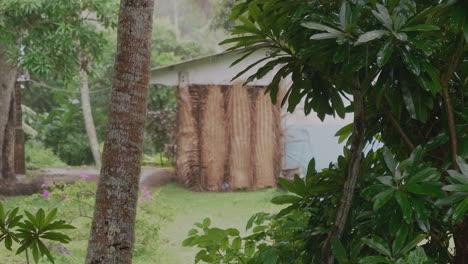 view of small hut through trees during tropical rain, isle of pines
