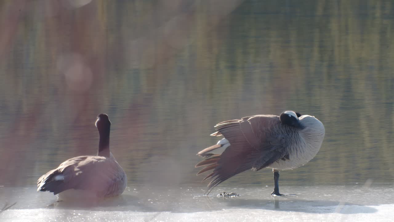 물가에서 아침에 거위