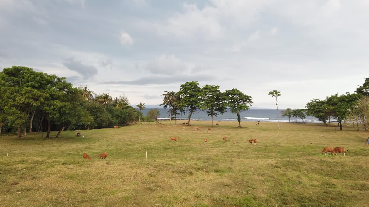 Pascolo panoramico grandangolare per bovini, mucche al pascolo a Bali Indonesia, Banteng, allevamento di animali del Sud-est asiatico, Saba Beach, Gianyar