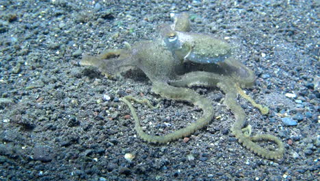 Relaxed-octopus-breathing-in-slow-motion-on-sandy-bottom-beach