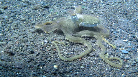 pulpo relajado respirando a cámara lenta en la playa de fondo arenoso