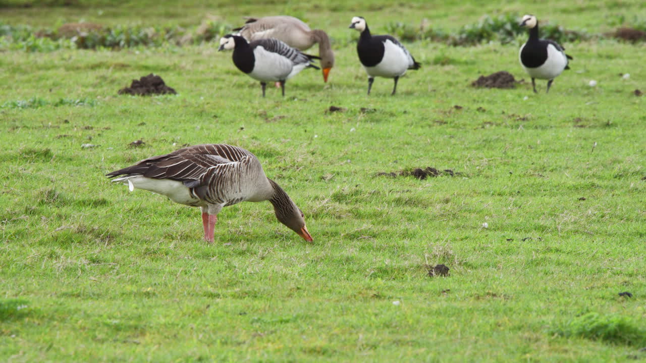 gansos greylag y barnacle pastando juntos en el pasto de prado herboso