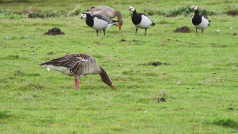 gansos greylag y barnacle pastando juntos en el pasto de prado herboso