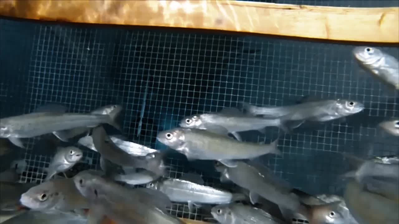 보즈만 어류 기술 센터의 수조에서 헤엄치는 서부 은빛 피라미