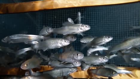 western silvery minnows swim in a tank at the bozeman fish technology center