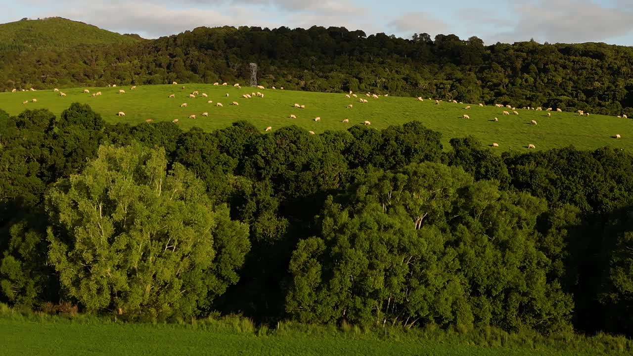 뉴질랜드 사우스랜드 던스데일 지역에서 풀을 뜯는 양 떼가 있는 무성한 풀밭