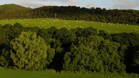 Üppiges-Grasfeld-Mit-Herde-Von-Schafen,-Die-In-Der-Gegend-Von-Dunsdale-In-Southland,-Neuseeland,-Weiden