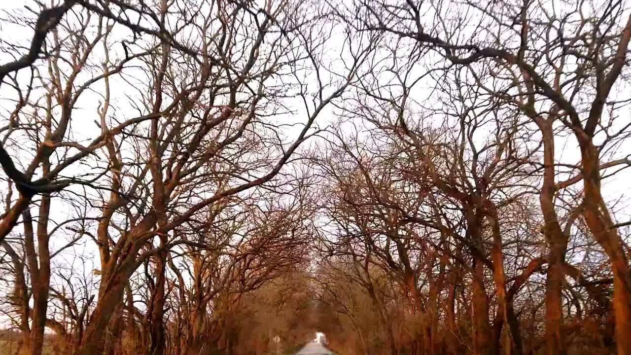 Um passeio de carro por uma estrada rural com árvores que se estendem sobre ela durante o inverno