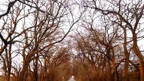 A-drive-down-a-country-road-with-overhanging-trees-during-the-winter