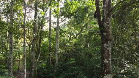 Smooth-aerial-shot-inside-of-dense-and-green-forest-with-Sundays-burning-through-the-leafs