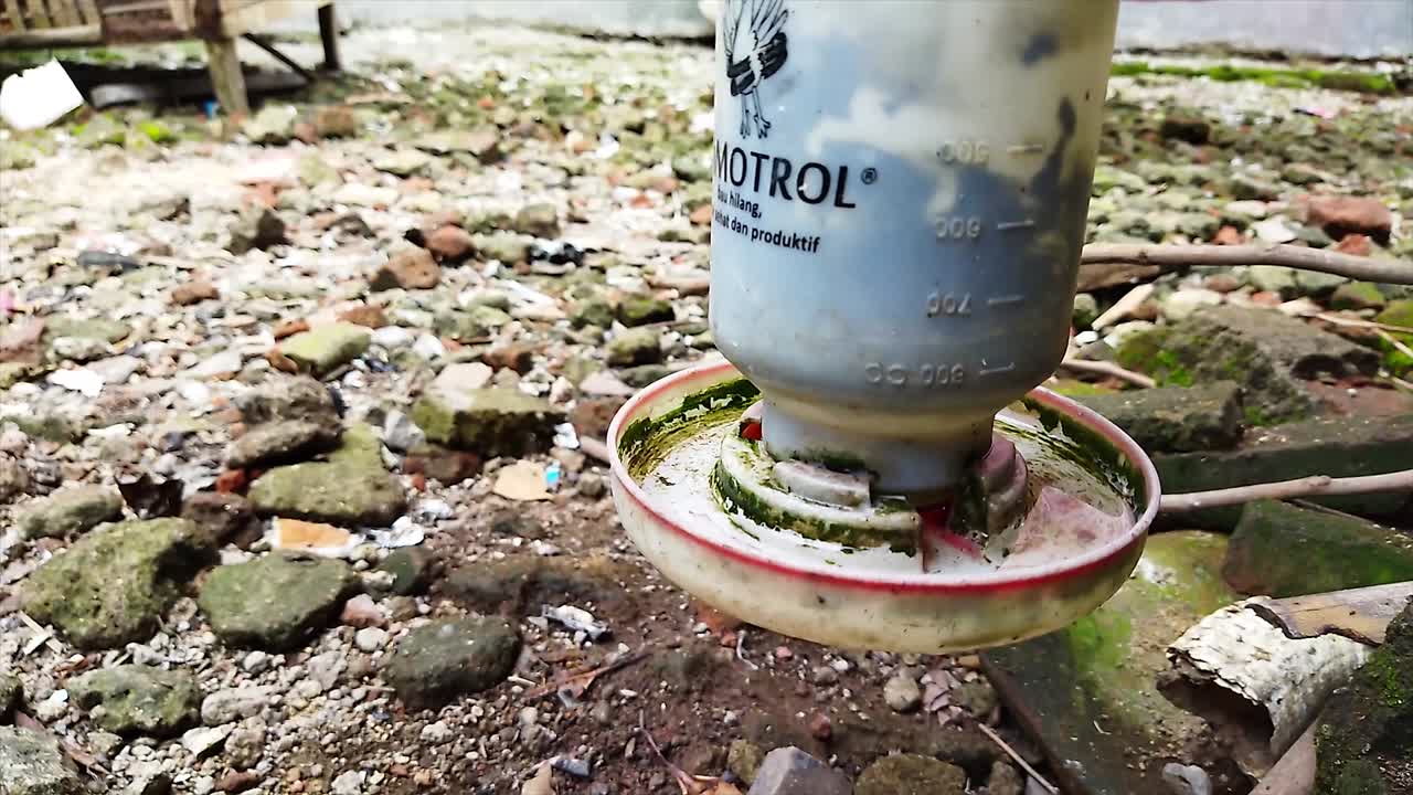 vista en primer plano del alimentador en una granja de gallinas en jaula, una agroindustria