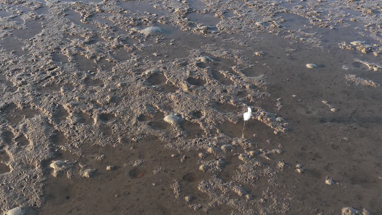 Aerial view of a Great Egret wading through shallow waters, hunting in a serene, sunlit environment