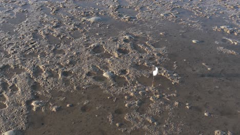 aerial view of a great egret wading through shallow waters, hunting in a serene, sunlit environment
