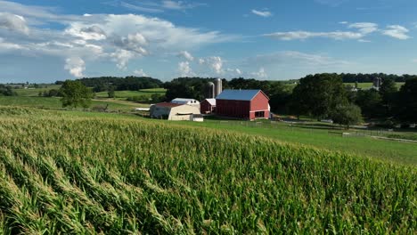 Aerial-above-corn-field-crops