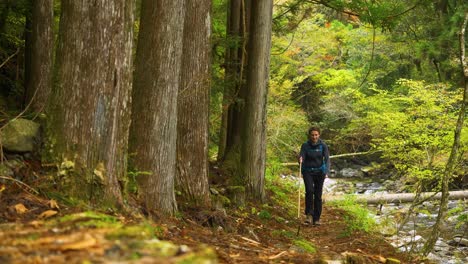 slow motion, female walks alongside steam and strong tree trunks, kumano kodo