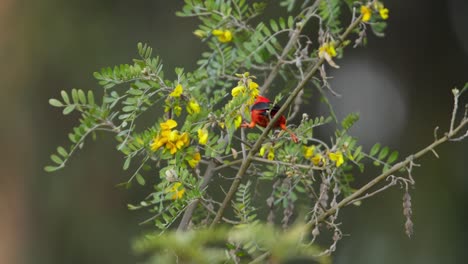 Medium-shot-of-a-red-Hawaiian-honeycreeper-searching-yellow-flowers-for-nectar-on-the-island-of-Maui-in-the-Hawaiian-islands