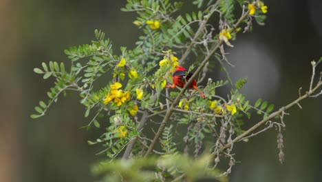 fotografía media de un crepúsculo rojo hawaiano en busca de néctar en las flores amarillas de la isla de maui en las islas hawaianas