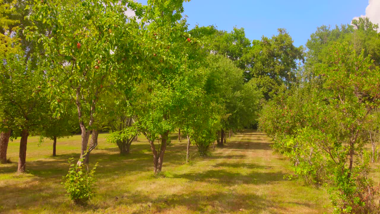 Rows Of Apple Trees Growing In The Orchard. - wide shot