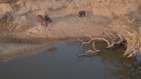 Aerial-orbits-hippos-on-sandy-river-beach-in-low-golden-evening-light