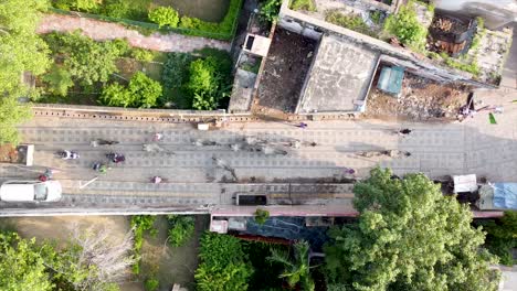 unique top-down aerial footage of cows meandering through bustling indian streets, surrounded by vibrant traffic and lively crowds