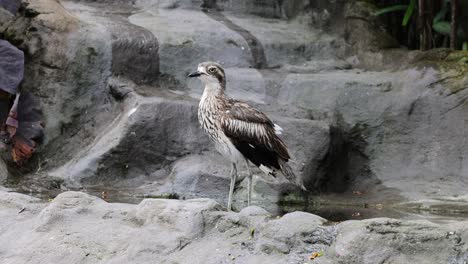 vulture perched calmly on a rocky staircase