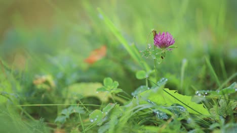 A-delicate-pink-clover-blooms,-hidden-amidst-the-lush-green-grass