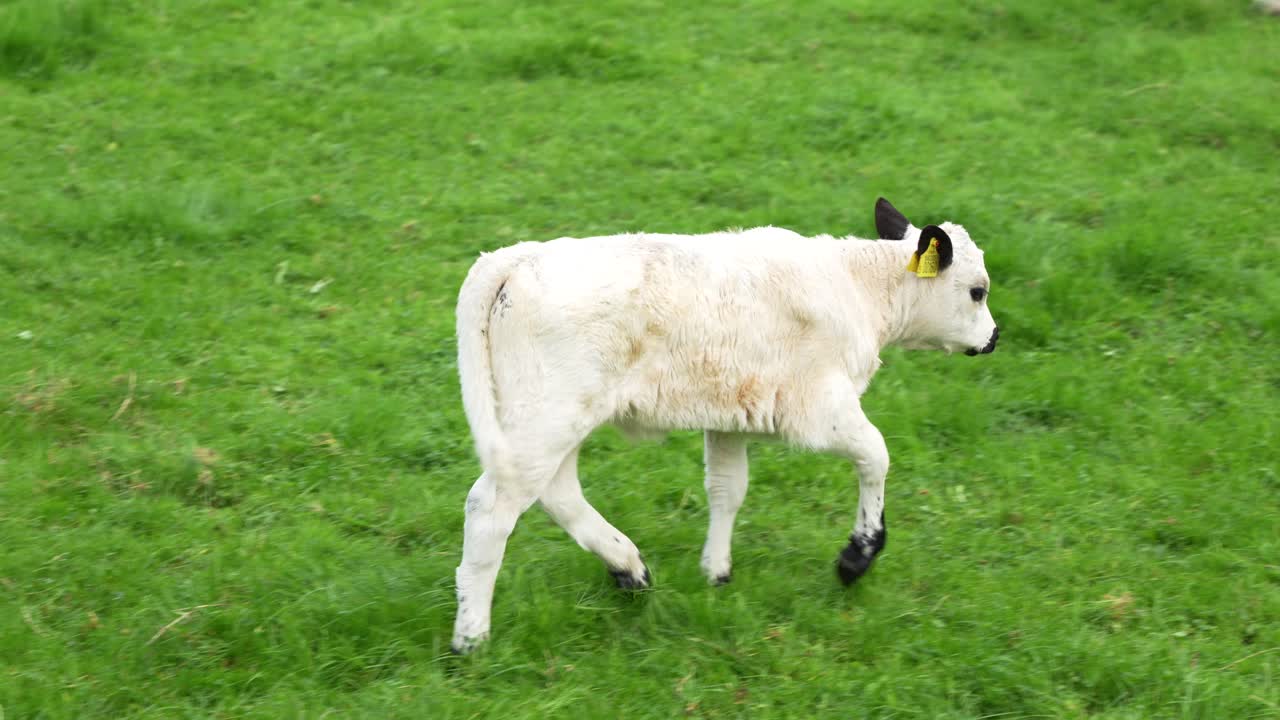 잉글랜드의 풀 ⁇ 에서 달리는 귀여운  ⁇  송아지