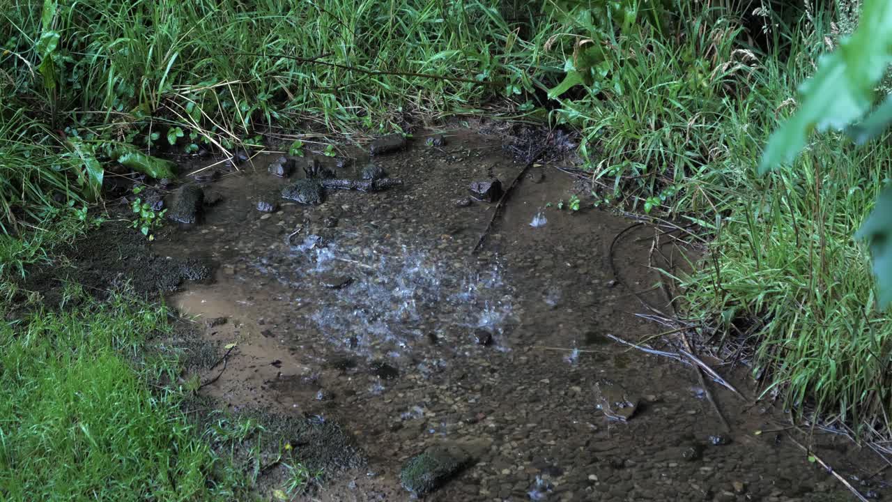차가운  ⁇ 은 물의 방울은  ⁇ 은 초록색 잔디에 작은 웅 ⁇ 이로 떨어집니다