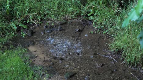 drops of cold clear water fall into small puddle in wet green grass